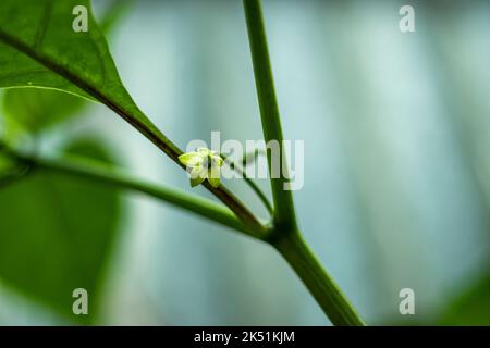 Pinching pepper plants is when you remove the buds and flowers on younger plants. The idea is that more energy goes into growing stronger branches tha Stock Photo