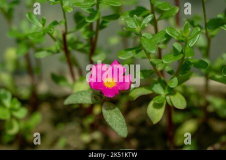 Portulaca umbraticola, also known as the wingpod purslane, is a perennial succulent in the genus of flowering plants Portulaca. It blooms from spring Stock Photo