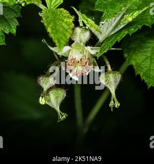 Raspberry buds and flower on a dark background with water drops. Macro photography. Stock Photo