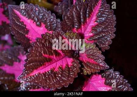 Colored coleus leaves. View from above. Macro photography. Stock Photo