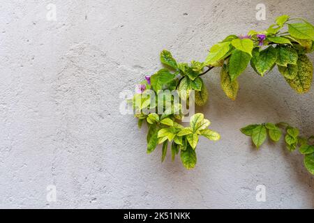 Plaster wall and plant background at Limone sul Garda Stock Photo
