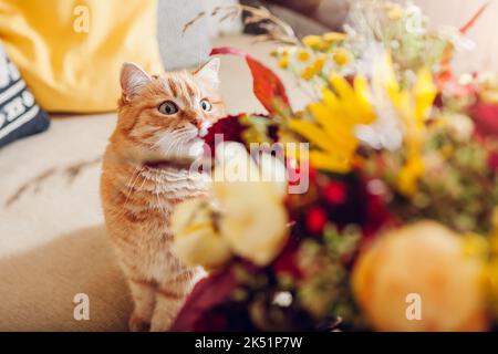 Close up of ginger cat esthete looking at autumn colored bouquet of flowers put in vase at home. Curious pet enjoys fall blooms Stock Photo