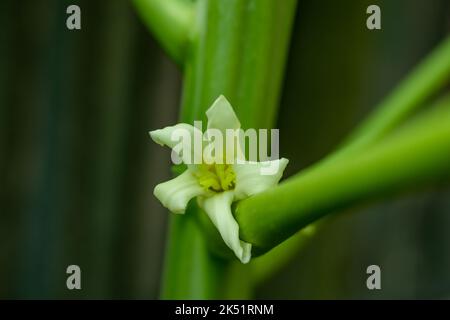 Papaya flowers are fragrant and have five cream-white to yellow-orange petals. Papaya or Carica papaya is an edible tropical fruit crop which has seve Stock Photo