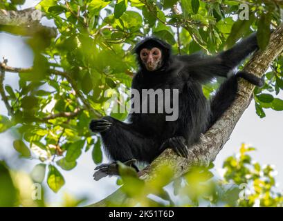 A wild Guiana spider monkey, or red-faced black spider monkey, (Ateles paniscus) sitting on a tree in tropical forest. Amazonas, Brazil. Stock Photo