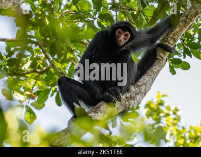 A wild Guiana spider monkey, or red-faced black spider monkey, (Ateles paniscus) sitting on a tree in tropical forest. Amazonas, Brazil. Stock Photo