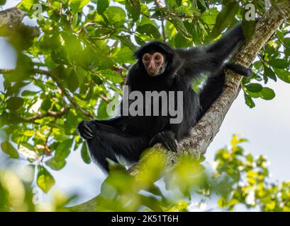 A wild Guiana spider monkey, or red-faced black spider monkey, (Ateles paniscus) sitting on a tree in tropical forest. Amazonas, Brazil. Stock Photo