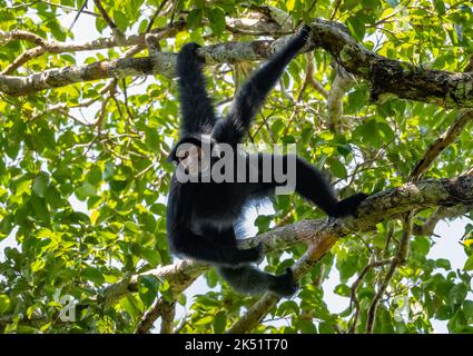 A wild Guiana spider monkey, or red-faced black spider monkey, (Ateles paniscus) hanging from a tree in tropical forest. Amazonas, Brazil. Stock Photo