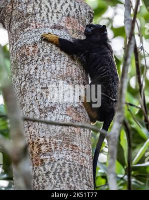 A wild Red-handed Tamarin (Saguinus midas) in tropical forest. Amazonas, Brazil. Stock Photo