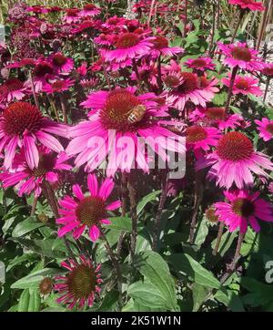 Portrait image of deep pink echinacea flowers and foliage herbal remedy Stock Photo