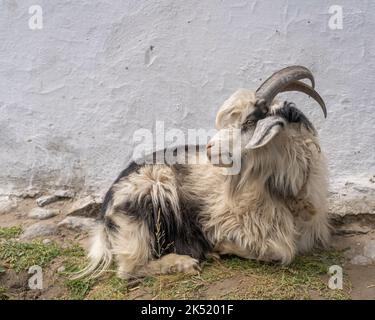 Pamir mountains long hair black and white billy goat in the Wakhan Corridor, Gorno-Badakshan, Tajikistan Stock Photo