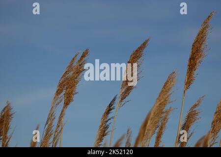 Tall grass blowing in the wind at the shore Stock Photo