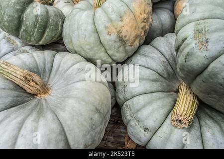 Unique and different type of pumpkins that are called ghosts pumpkins when ripe they turn white this pile is still on the green side Stock Photo