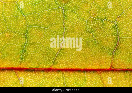 Abstract texture of a autumn leaf, close up image of leaf textures Stock Photo