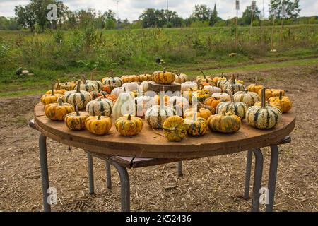 An early October display of small pumpkins in a pumpkin farm field in north east Italy Stock Photo