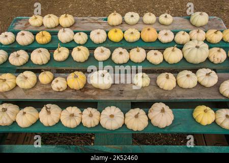 An early October display of small white ornamental pumpkins in a pumpkin farm field in north east Italy Stock Photo