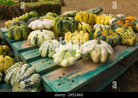 An early October display of variegated pattypan pumpkins, also called scallop or summer squash, in a pumpkin farm field in north east Italy Stock Photo
