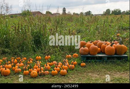 An early October display of traditional orange Halloween pumpkins in a pumpkin farm field in north east Italy Stock Photo