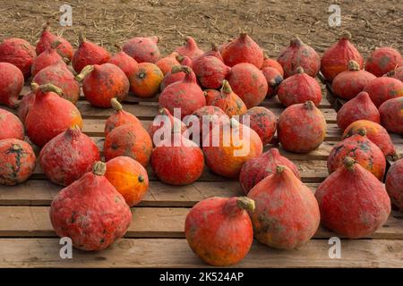 An early October display of Hokkaido pumpkins, also called red kuri squash, in a pumpkin farm field in north east Italy Stock Photo