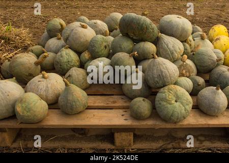 An early October display of vanity variety pumpkins in a pumpkin farm field in north east Italy Stock Photo