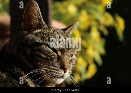 House cat lounging outside and soaking up the late afternoon sun in autumn, staring down and judging. Concept for judgmental cat, ruling over people Stock Photo