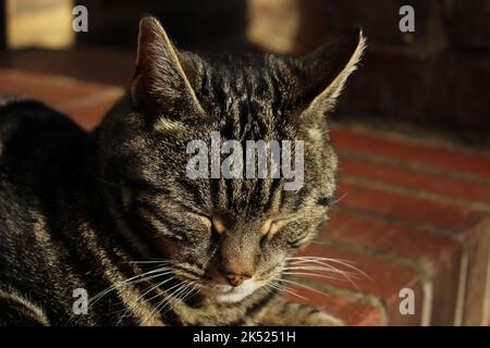 House cat sleeping on front red brick step and soaking up the late afternoon sun in autumn. Concept for tired or sleepy kitty resting, eyes shut Stock Photo