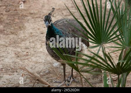 peahen shyly peaks around low green bush Stock Photo