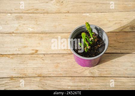 Cactus in a little pot on a wooden background. Stock Photo