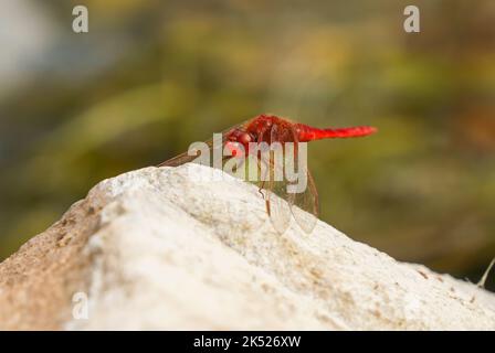 Violet dropwing (Trithemis annulata), Male, dragonfly resting, near water pond. Andalusia, spain. Stock Photo