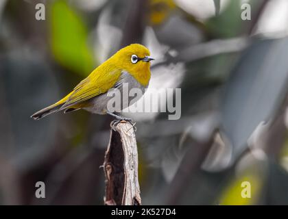 A White Eye Oriental Bird resting on a broken branch Stock Photo