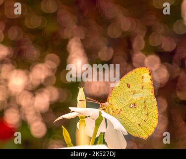 An Emigrant Butterfly on a white flower and bud Stock Photo