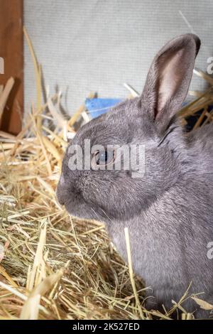 Cute domestic pet rabbit, Cape Town, South Africa Stock Photo - Alamy