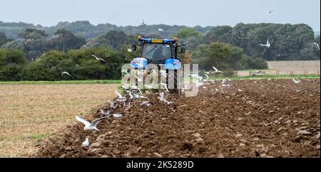 Worthing UK 5th October  2022 - Seagulls follow behind a farmer ploughing fields near Worthing as strong winds batter the South Coast this afternoon : Credit Simon Dack / Alamy Live News Stock Photo