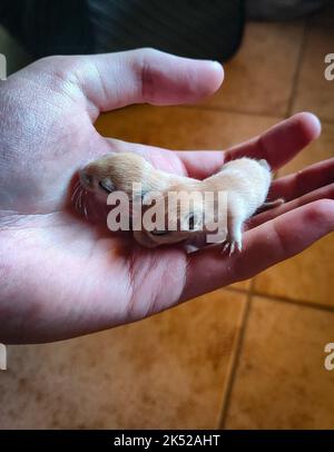 some lovely tiny newborn gerbils Stock Photo