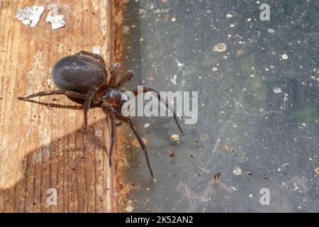 Black lace-weaver spider (Amaurobius ferox) female resting on the window frame of a garden shed, Wiltshire, UK, June. Stock Photo