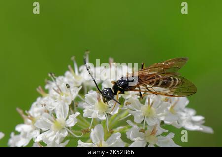 Stem sawfly (Phylloecus xanthostoma / Hartigia xanthostoma) nationally rare in the UK, on Common hogweed flowers (Heracleum sphondylium) Wiltshire, UK Stock Photo