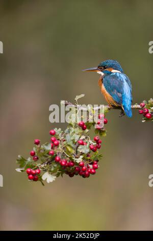 Common kingfisher Alcedo atthis, adult female perched on hawthorn twig with berries, Suffolk, England, October Stock Photo