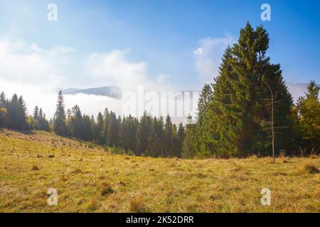 spruce trees on the grassy hillside meadow. mist rising up in to the bright blue sky. warm sunny morning in autumn Stock Photo