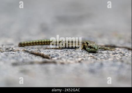 A little lizard on a stone ground Stock Photo