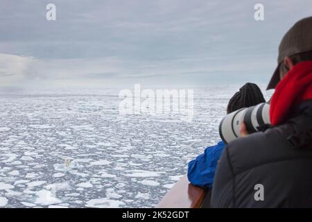 Eco-tourists taking pictures of lone polar bear from ship on drift ice / ice floe in the Arctic Ocean along the Svalbard coast, Spitsbergen, Norway Stock Photo