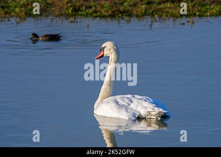 Mute swan (Cygnus olor) male swimming with duck in water of lake, Marquenterre park, Bay of the Somme, France Stock Photo