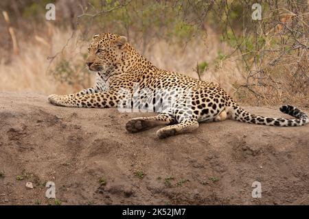 Male Leopard relaxing in Sabi Sands - Greater Kruger National Park - South Africa Stock Photo