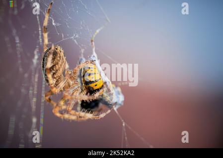 European garden spider with wasps in the web (Araneus diadematus). Female spider and her prey Stock Photo