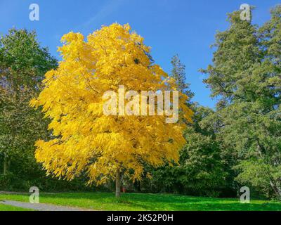 a black walnut tree (Juglans nigra) in brilliant yellow autumn coloring in a public park against deep blue sky. Stock Photo