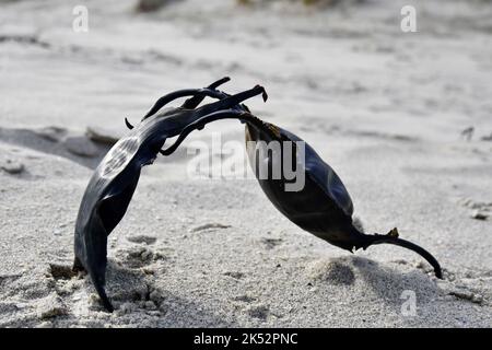 France, Somme, Baie de Somme, egg capsule of ray or fruit bat on the beach Stock Photo