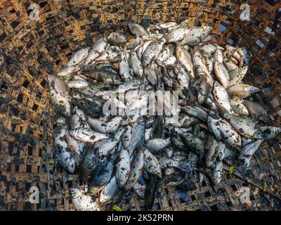 Pile of small puntius barb fish for sale in Indian fish market barb fish culture and harvesting. Puntius for sale in the local market shops for customers. Stock Photo