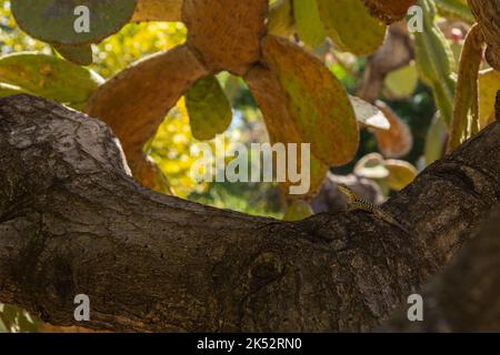 Small lizard climb on the branch of wood Stock Photo