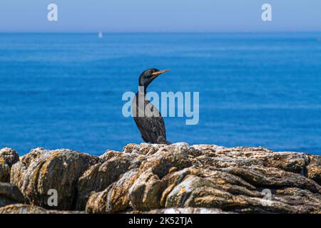 France, Vendee, Noirmoutier island, cormorant on a rock, Pilier island, ornithological reserve belonging to the coastal conservatory, off Noirmoutier Stock Photo