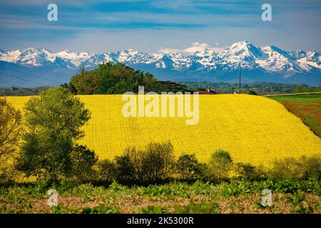 France, Gers, Masseube, in Astarac region, landscape of the Gers with the Pyrenees in the background Stock Photo