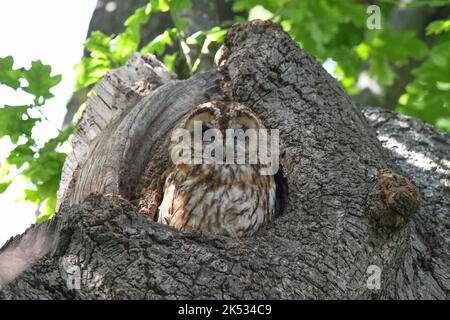 Tawny owl male, Hyde Park Stock Photo