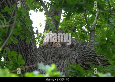 Tawny owl male, Hyde Park Stock Photo